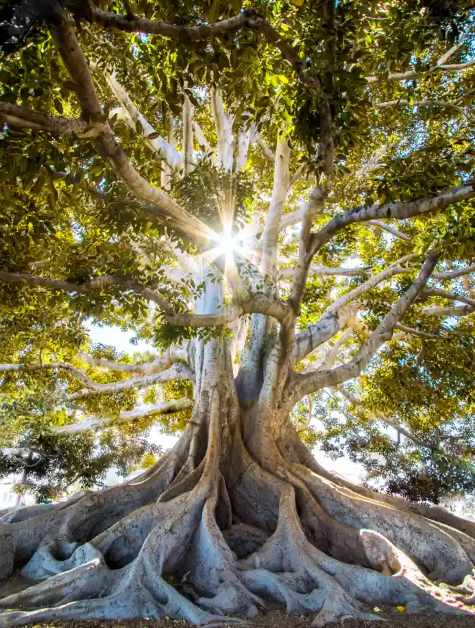 Baum Wurzeln Menschsein LichtStrahl ZweierSystem Retreat Zwei Partnerschaft Erde Lieben Menschsein Fühlen Berührung