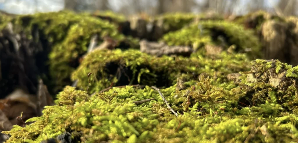 UrVertrauen Menschsein Begleitfrequenz Portaltag fallenlassen vertrauen Grün Moos