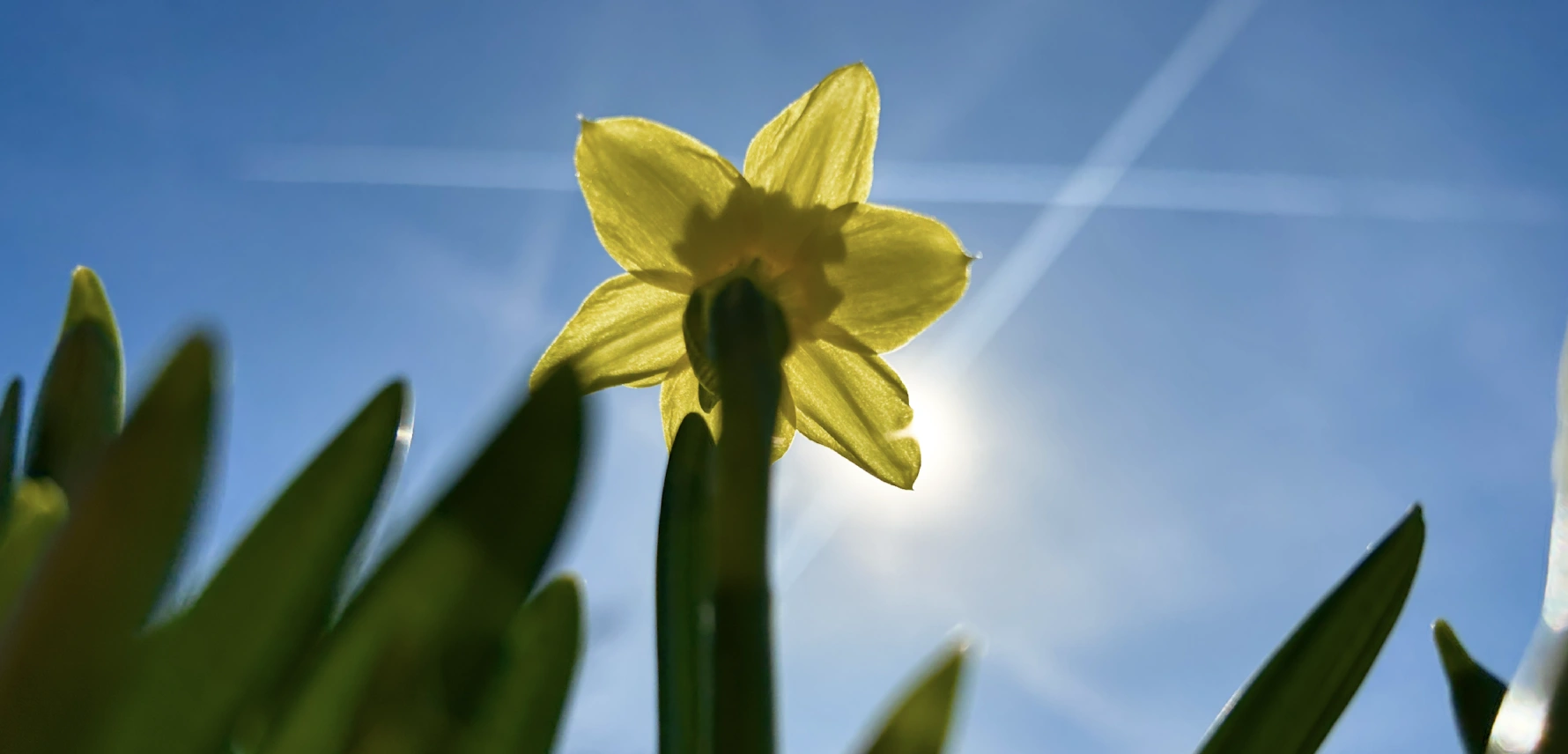 Frequenz Entfaltung MenschSein Heilung Kraft Blume Sonne loslassen wachsen Grösse