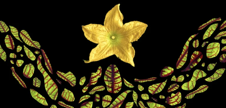 Zeit ZeitQualität MenschSein Blume Leben Kraft Impulse Channeling MonatsQualität 2025 Mai