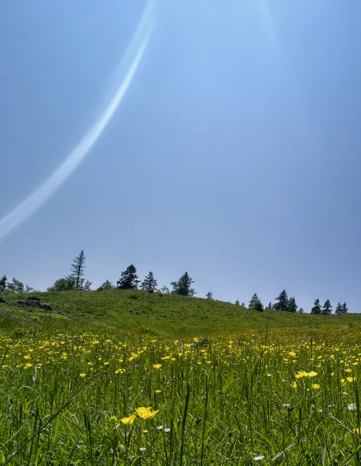 Forschungsreise Reise Ankommen Heilung Menschsein Blumenwiese Bewusstsein forschen Kraft Erde Spiel des Liebens