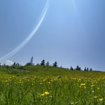Forschungsreise Reise Ankommen Heilung Menschsein Blumenwiese Bewusstsein forschen Kraft Erde Spiel des Liebens