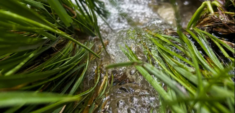 Monat Januar 2026 ZeitQualität Menschsein Heilung Wasser Gras Hingabe Channeling
