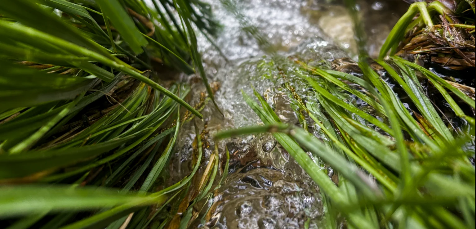 Monat Januar 2026 ZeitQualität Menschsein Heilung Wasser Gras Hingabe Channeling