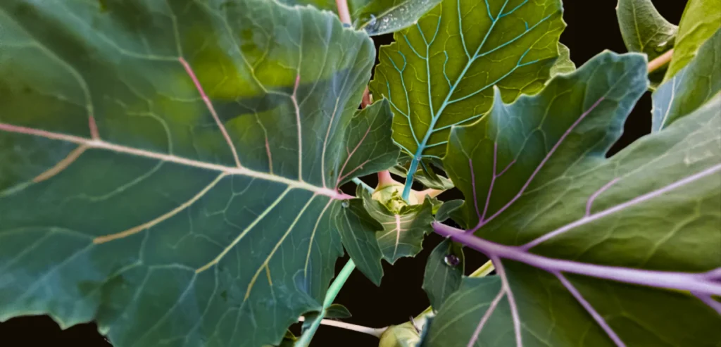MenschSein ZeitQualität April Heilung Channeling Worte Leben KohlRabi