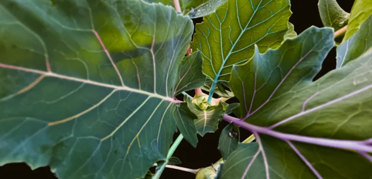 MenschSein ZeitQualität April Heilung Channeling Worte Leben KohlRabi